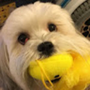 Meet your Posher, Jude